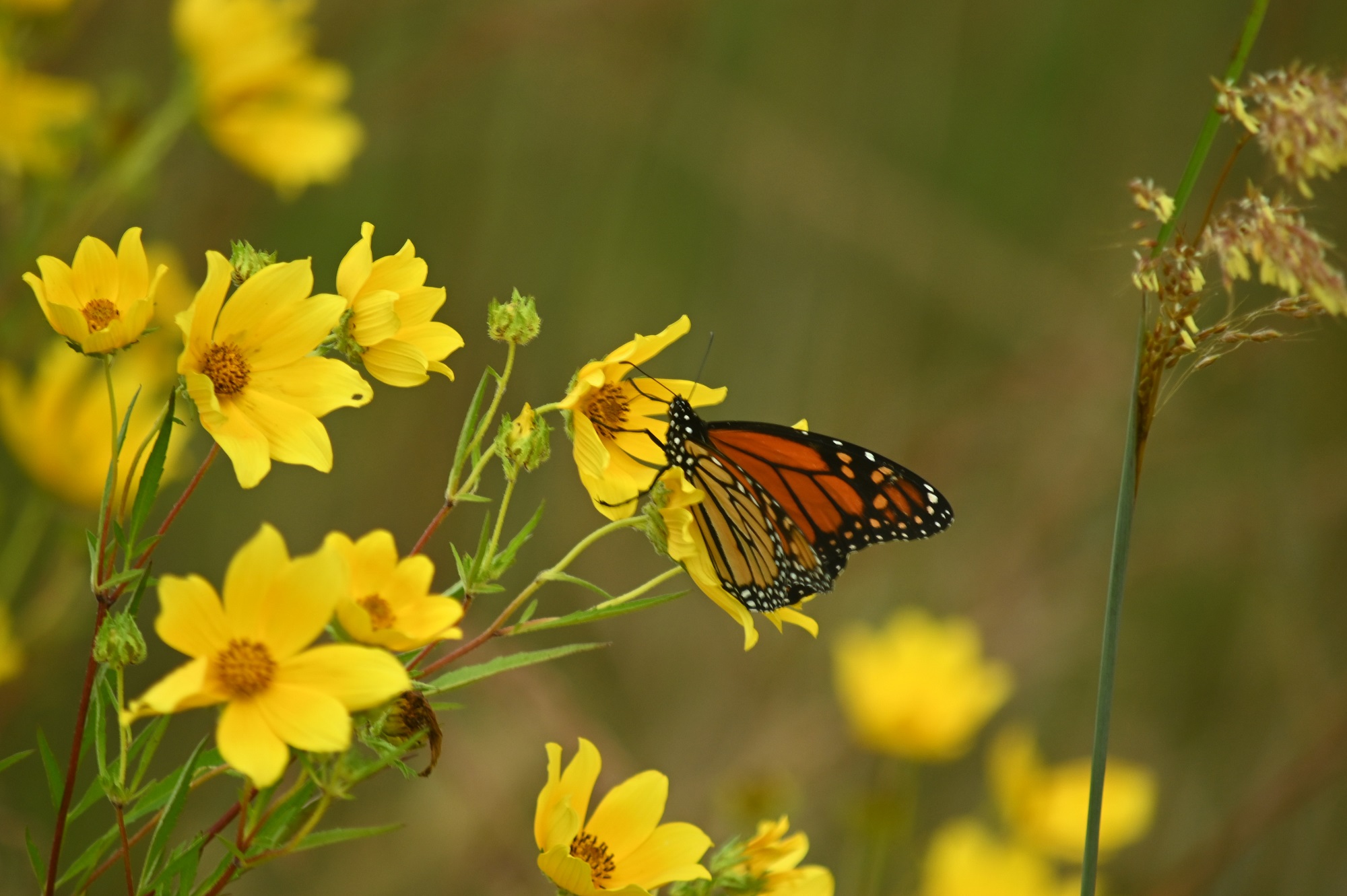 Colorado Wildflower Guide from Crested Butte